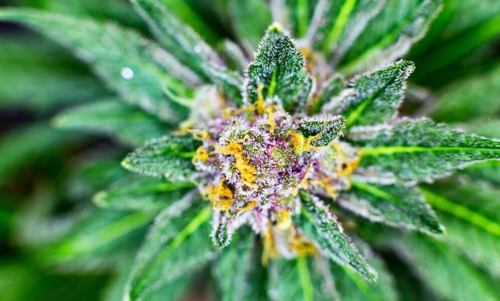 What is Cannabis Flower aka Marijuana Buds
